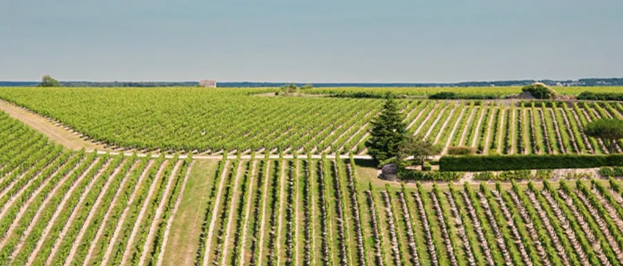 Vignes de Bourgogne aux abords de Beaune